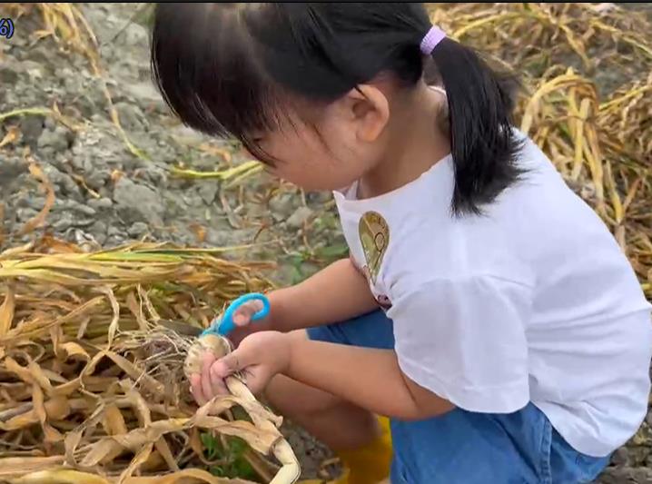全國最大蒜頭產地在雲林 逾300人田間採蒜好樂
