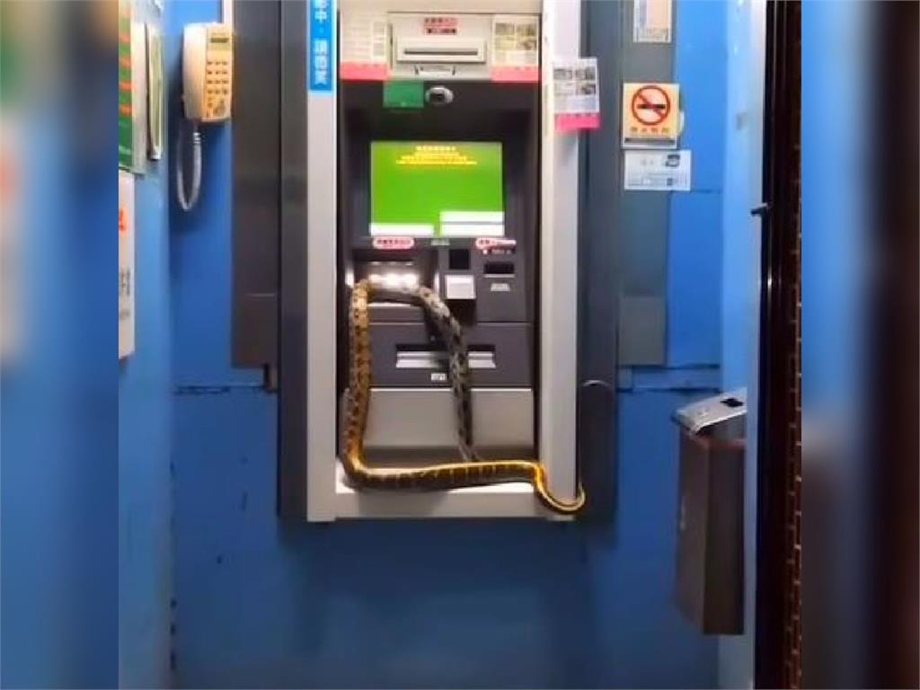 快新聞／嚇壞！ATM「大蛇盤據」影片瘋傳　轄區消防隊兩年前有捕蛇紀錄