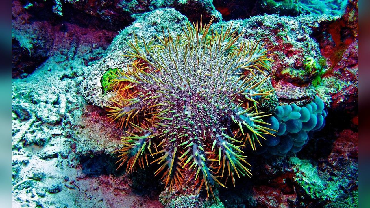 棘冠海星破壞東沙珊瑚　國家公園署提多面向防治作為