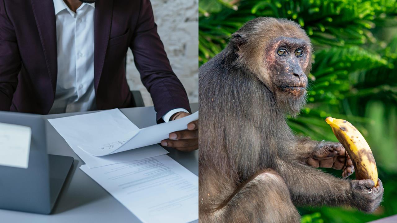 他求職拋「想用香蕉請人去請猴子」!雇主傻眼曝履歷萬網戰翻:投訴狀?