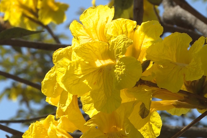 花蓮私房景點 水圳倒映風鈴木成另類「黃金河」