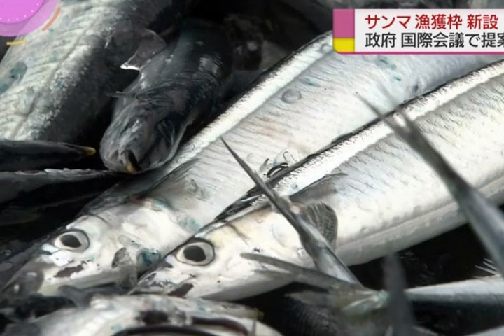 秋刀魚產量減  日本提議重分配各國捕撈量