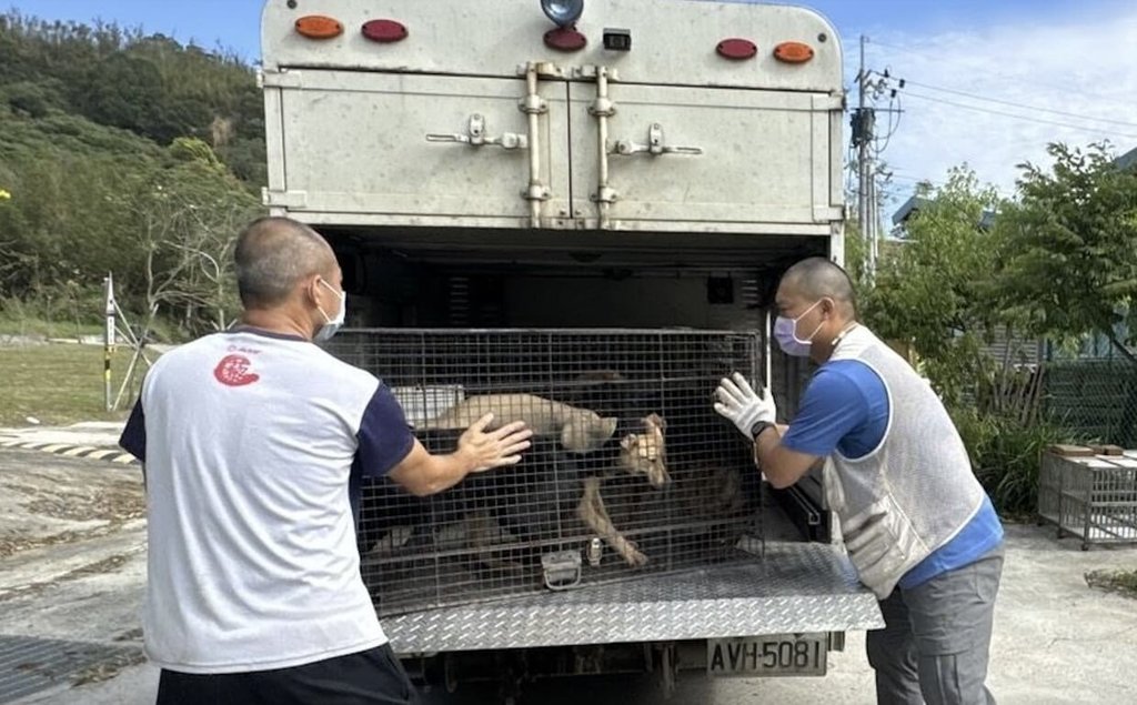 收容犬變身果園守護者　網友期待開啟毛孩幸福生活