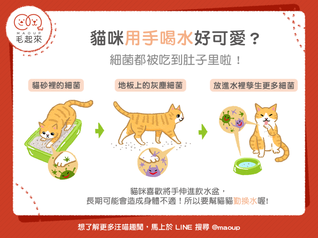 【汪喵餵養知識】貓咪用手喝水好可愛？細菌都被吃到肚子裡啦！