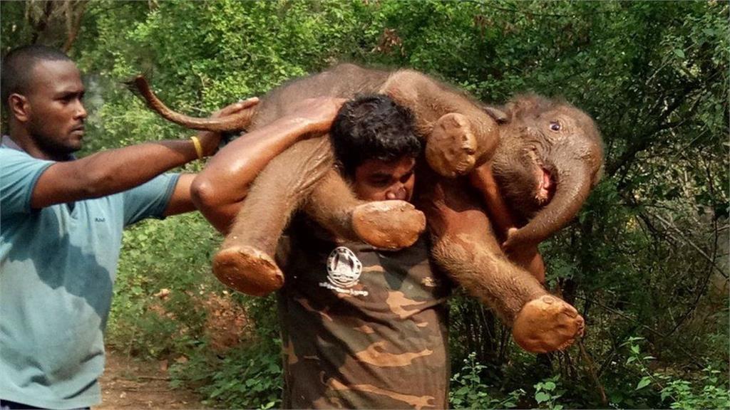 男子揹100公斤小象奔跑找大象媽媽　感人影片讓網友瘋傳！