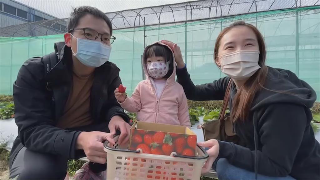 疫情升溫重創出遊潮　果農憂春節嘸人採草莓