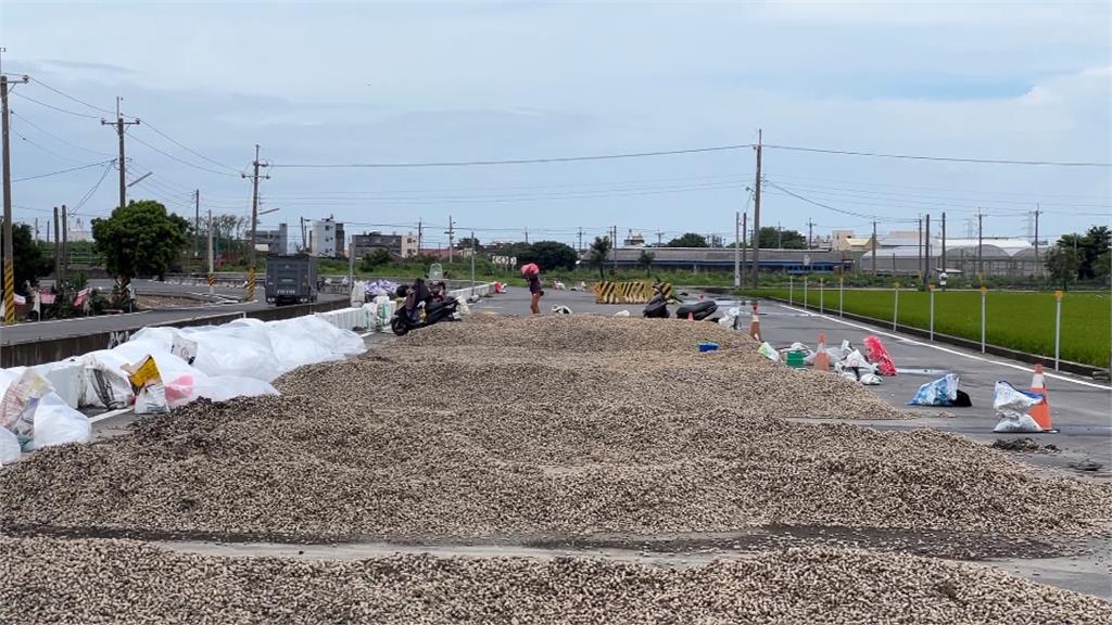 雲林「花生」什麼事？　花生收成　開放194處封路成曬場
