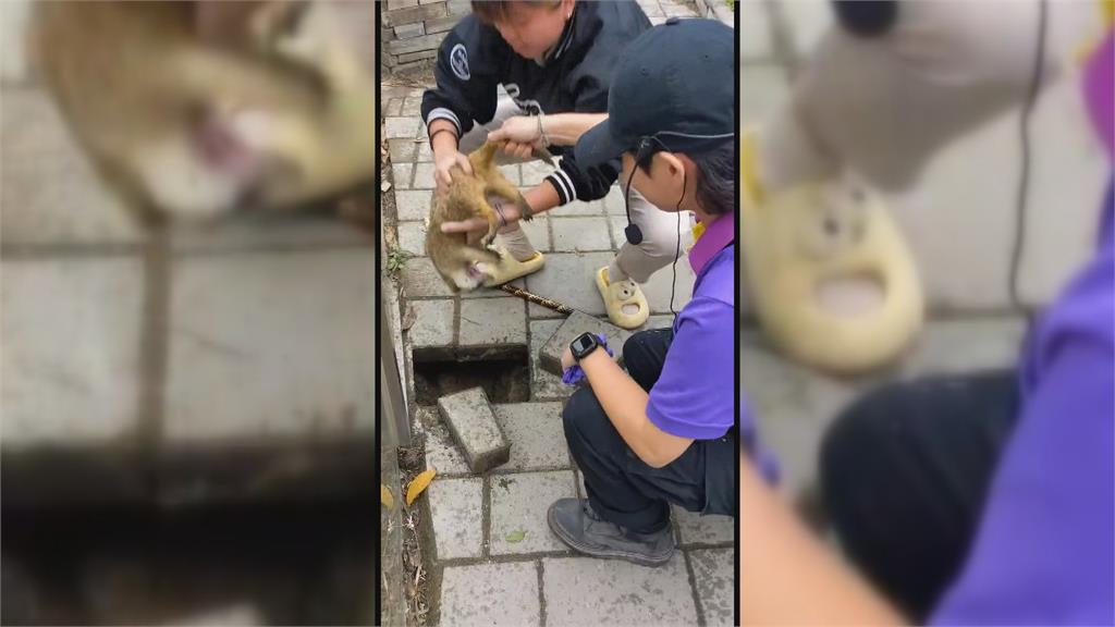 農場2狐獴挖地道企圖逃獄　園方守株待兔逮正著
