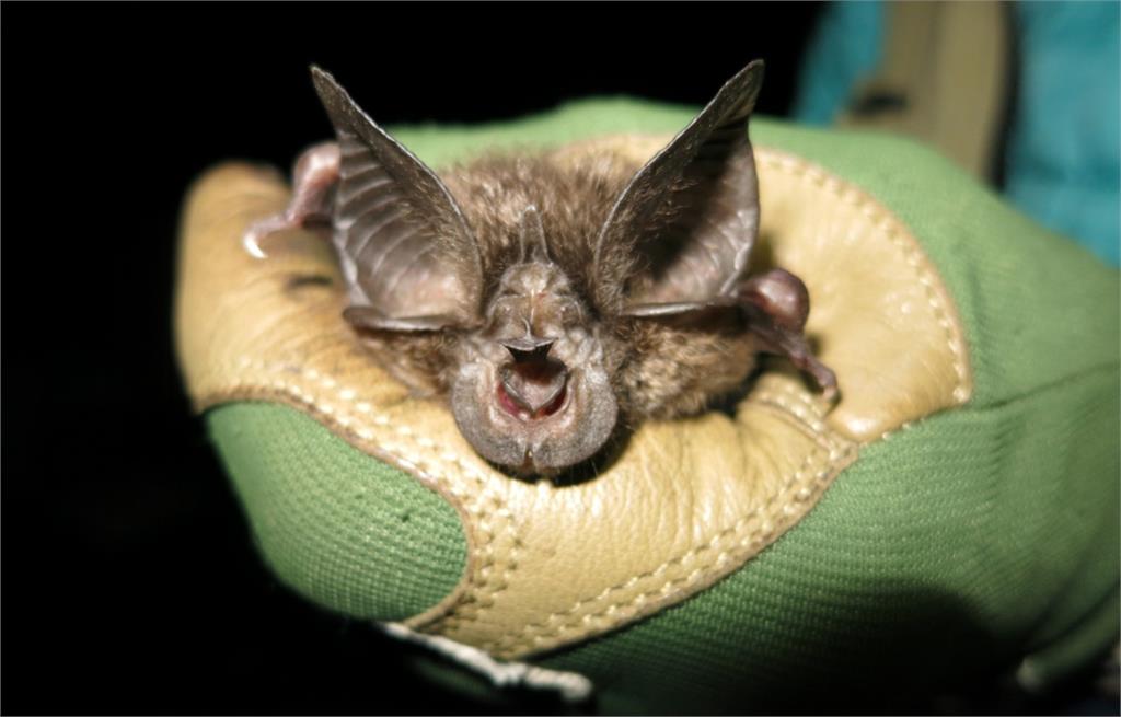 「消失長達40年」非洲發現極度瀕危蝙蝠！專家驚嘆：令人難以置信