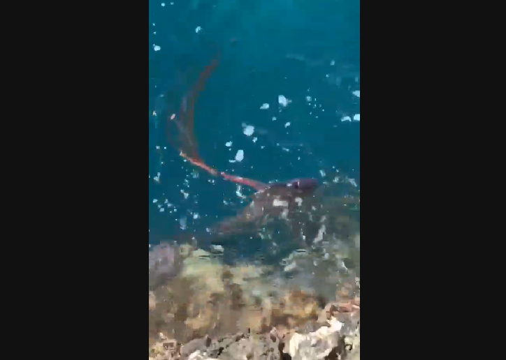 快新聞／險嚇暈！ 釣客三仙台驚見「海底外星生物」 原來是地震魚