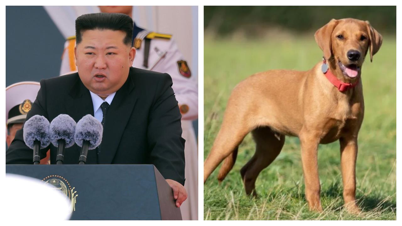 北韓熱浪狂飆40℃！金正恩竟推「喝狗肉湯」抗暑　前外交官揭驚人內幕