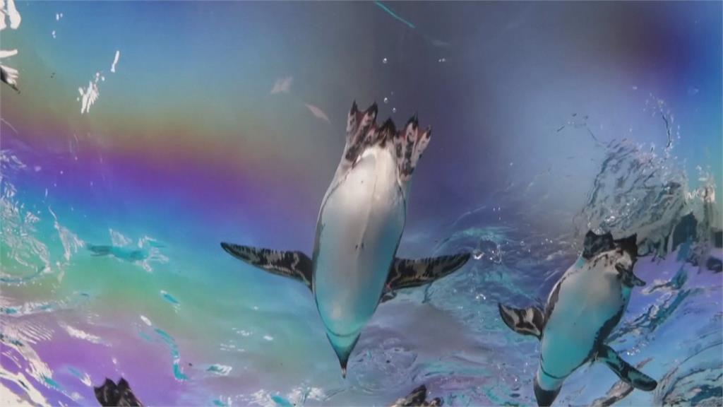 耶誕夜東京水族館表演秀　耶誕老人與非洲企鵝共游