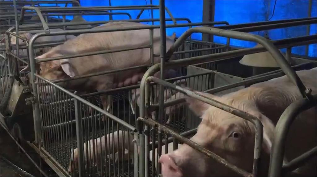 端午後持續高漲? 豬肉飆破百元 養豬協會:拉肚子+天氣熱