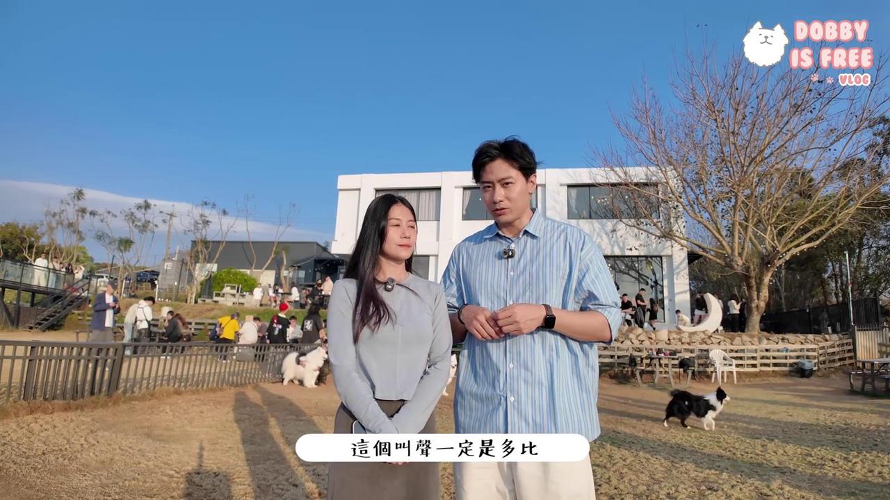 薩摩耶多比完美融入雪撬犬群　飼主一聽叫聲秒認出愛犬