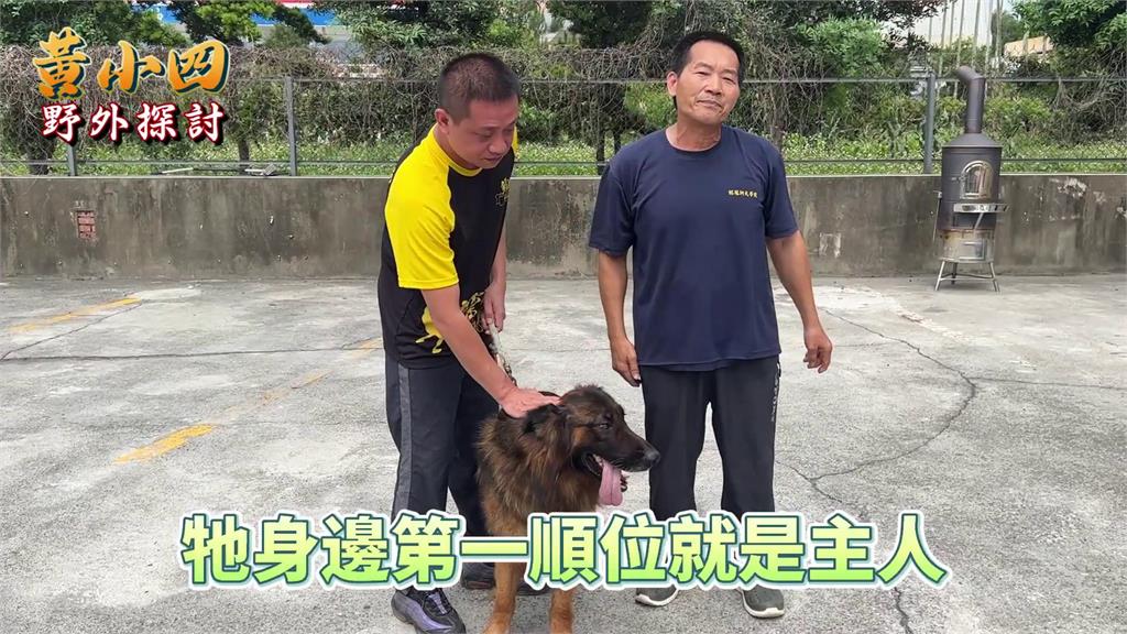 德國狼犬護主狂吠險拉不住！訓犬師授飼養重點：訓練後不易有攻擊性