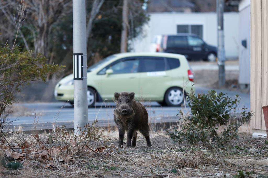 人豬大戰！日本野豬闖市區　大街暴衝釀六人傷