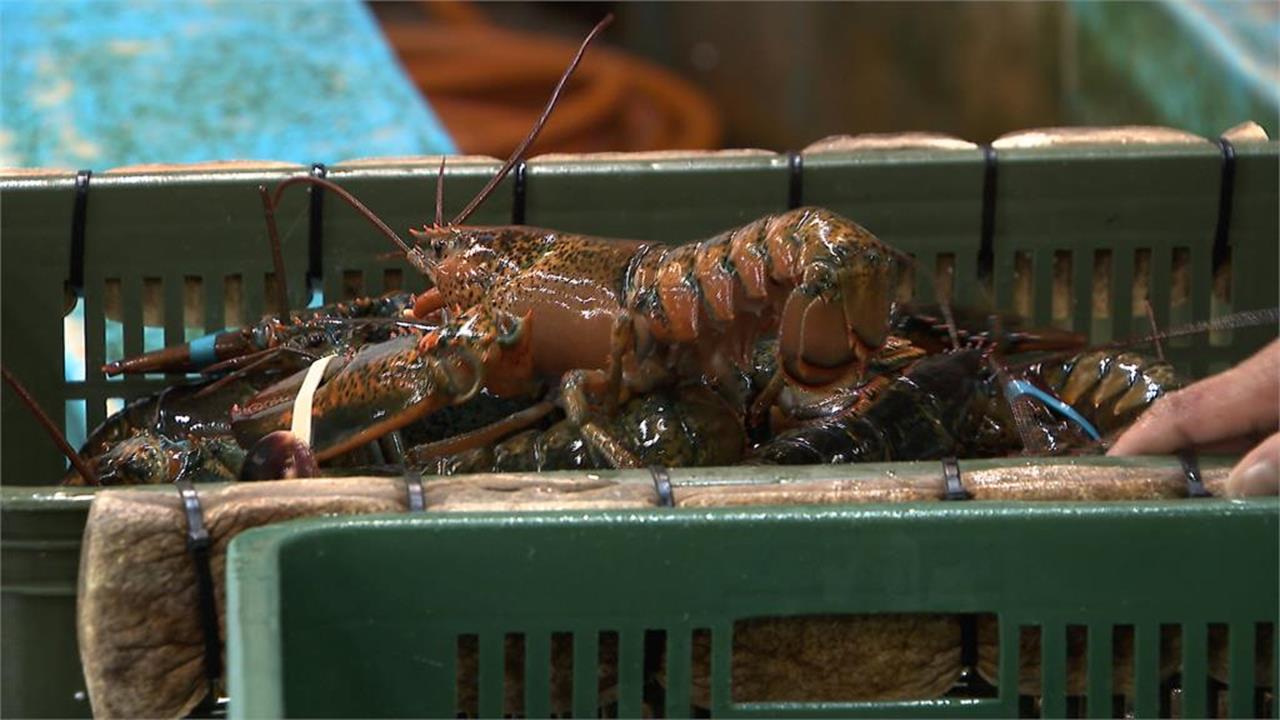 快新聞／古巴親中下場有夠慘！我國拒買龍蝦「出口腰斬」　川普再大刀斷石油
