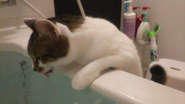 《貓咪愛喝洗澡水的理由》怕燙的貓舌頭喝熱水難道沒關係嗎？
