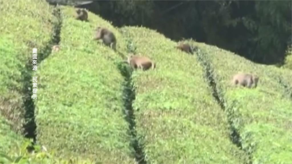 「獼猴採茶工」入侵嘉義茶園? 出沒偷吃這個
