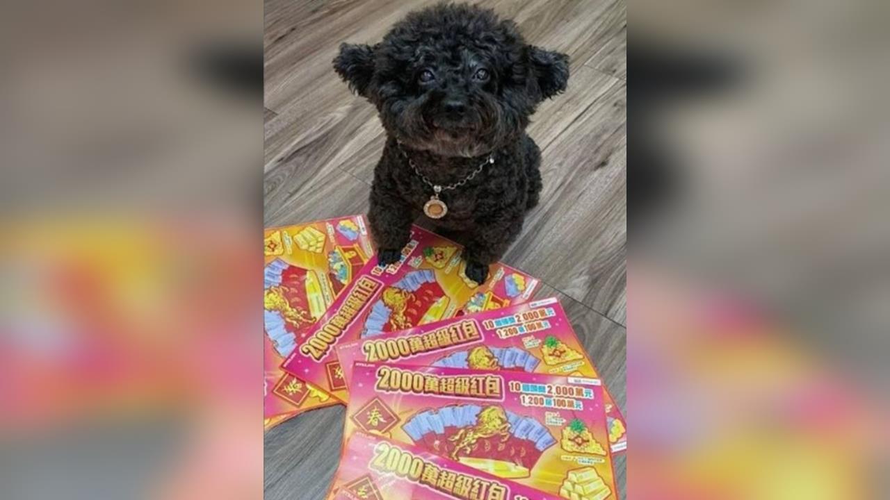 快新聞／初四迎財神！店貓坐財位、店狗選彩券　刮刮樂百萬大獎連發