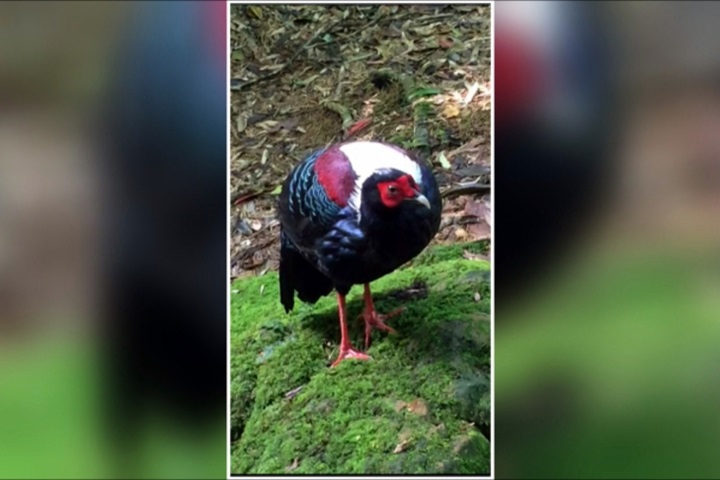 遊客亂餵藍腹鷴  生態恐失衡