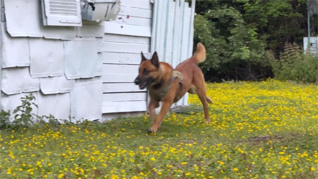 新毛士兵作戰模式! 法國培訓無人機引導軍犬