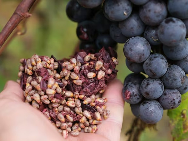 從釀酒廢料到功能原料　葡萄渣如何成為食品創新新選項？