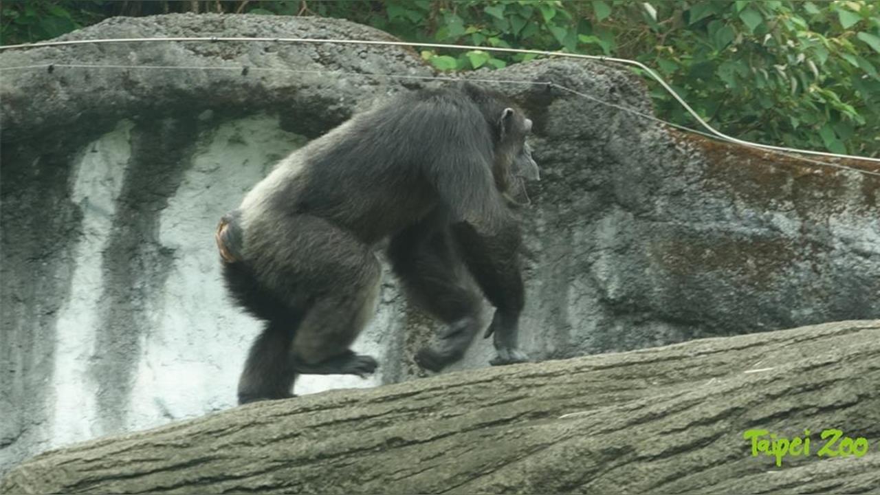 快新聞／北市動物園驚傳「2黑猩猩脫逃」！園方證實了