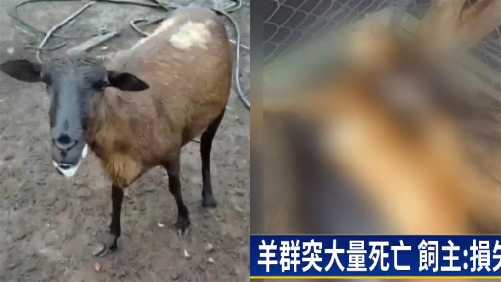 彰化120隻羊突集體「暴斃慘死」！飼主痛批「連懷孕母羊都不放過」行凶畫面曝光