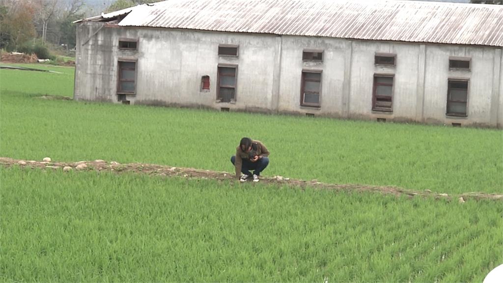 台東小農產無毒珍珠白米！赴香港推銷簽4公噸訂單