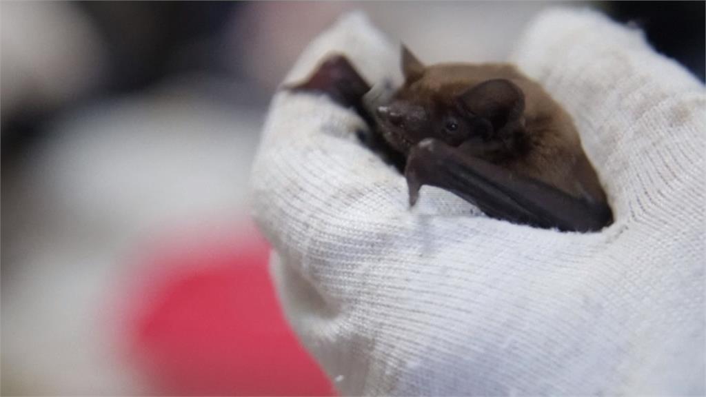 受地球暖化加劇影響 冬眠蝙蝠被提早喚醒