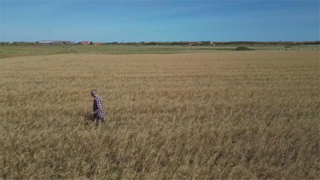 八月罕見出現大風雨　法國北部燕麥、小麥農損慘