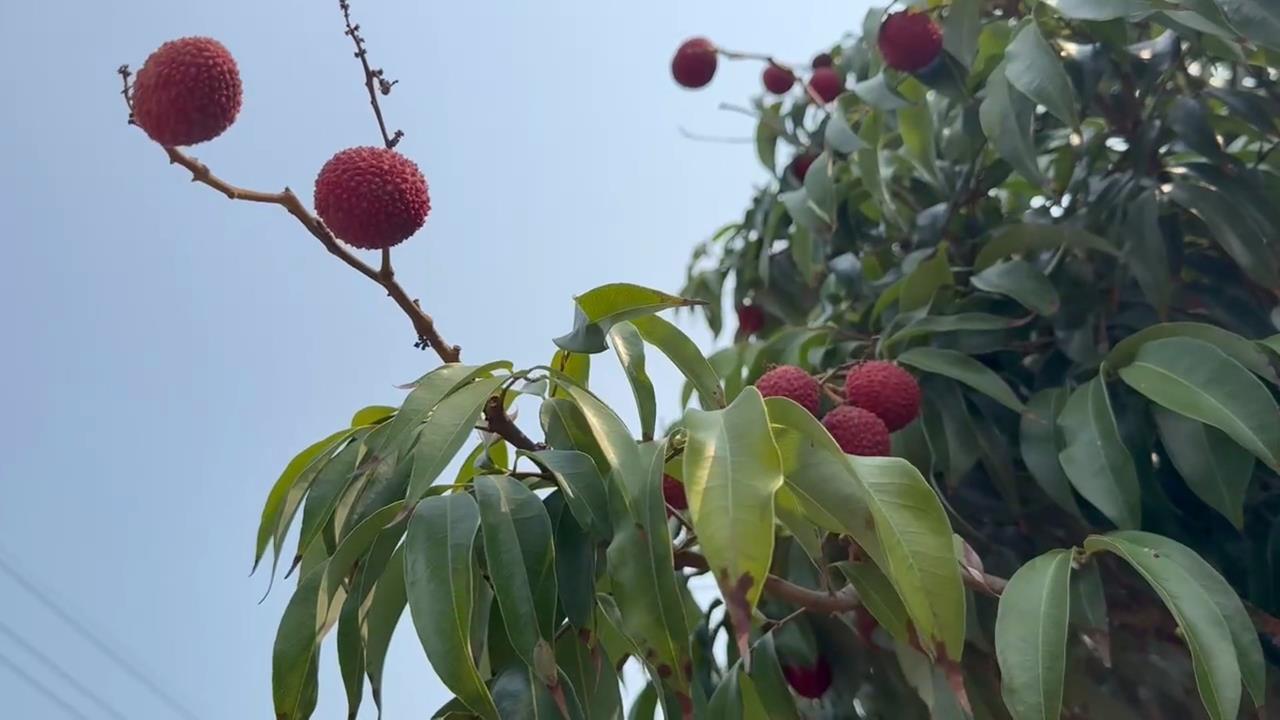 荔枝吃太多出事了!營養師曝「3大禁忌」:有人吃到昏迷送醫