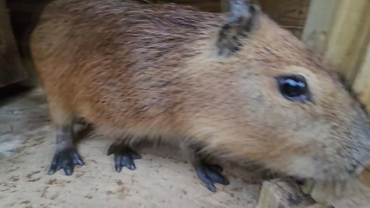 風強雨大太可怕?颱風天蹺家水豚君「小豬」自行返家 主人鬆口氣