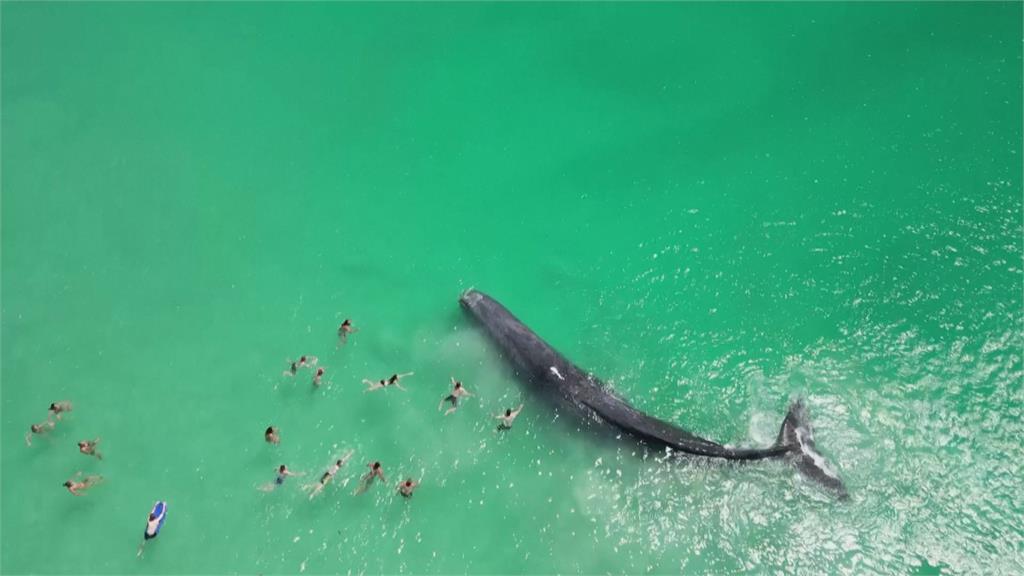 澳洲鯨魚罕見二度現蹤淺灣停留　專家憂「難存活」！民眾好奇觸摸搶拍