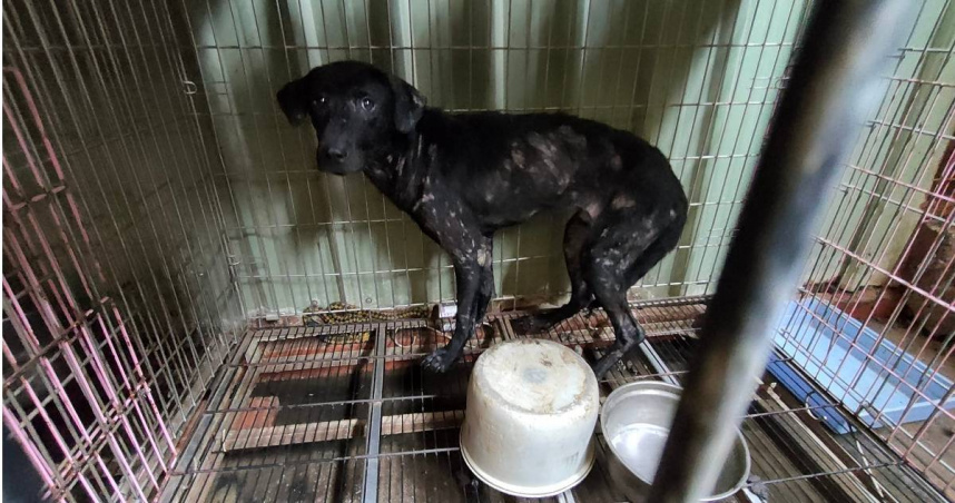 離譜動保處2／親手將幼犬推入火坑　庇護所成毛孩煉獄「動保處也是幫兇」　