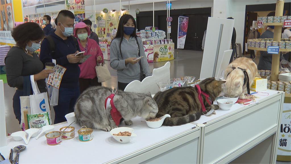 毛小孩也要過節 南台灣最大檔寵物展登場