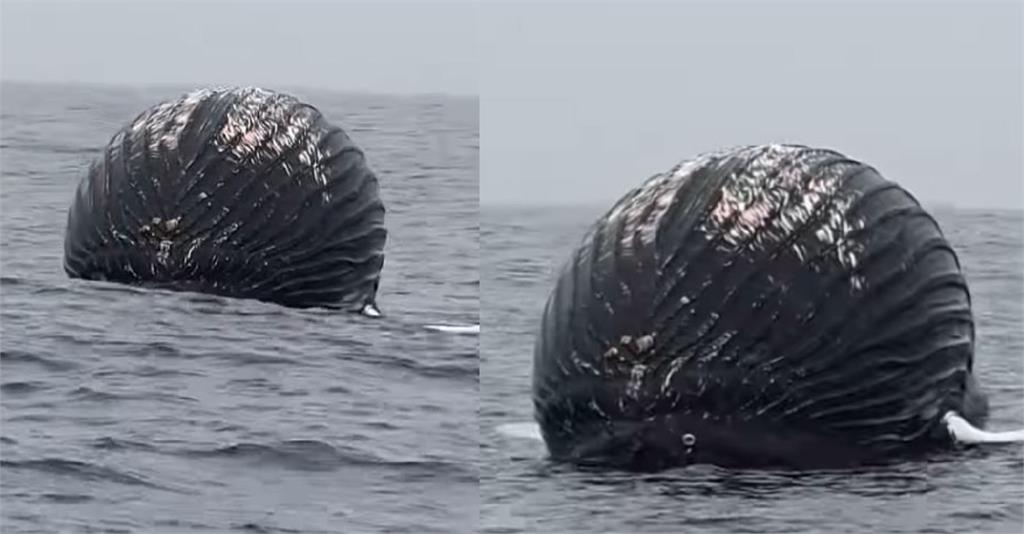 快新聞／挪威海域驚見「巨大蝸牛」　漁民駛近一看傻了…