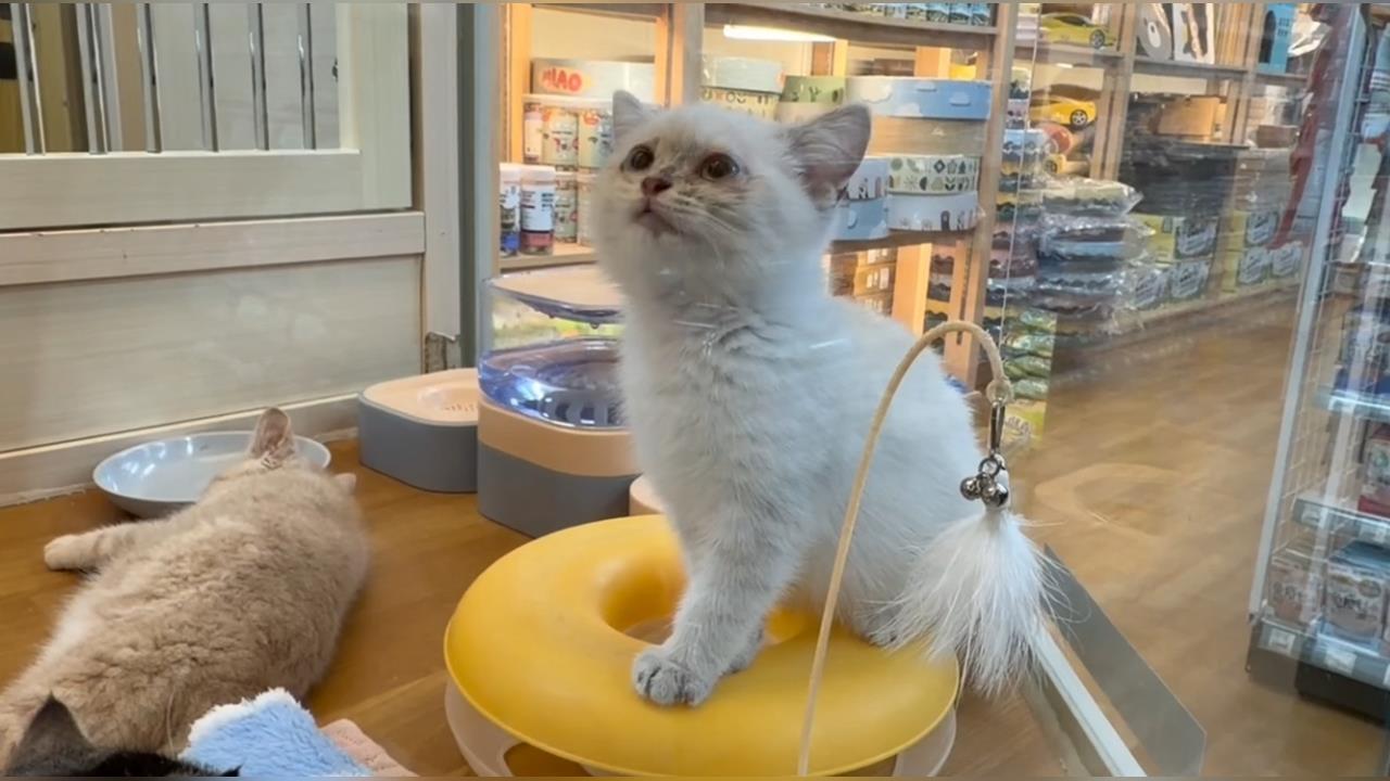 全台最寵毛孩城市在台中！　數據曝光網驚新生兒數慘輸