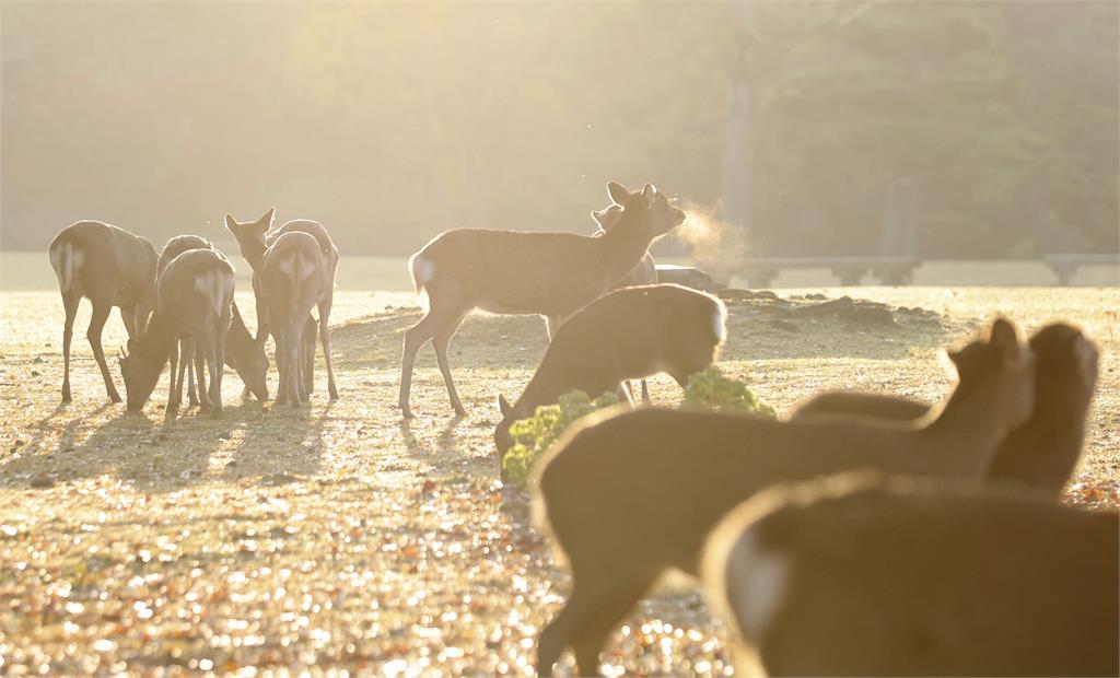 奈良春日大社「喚鹿」活動　數百隻鹿成群結隊狂奔
