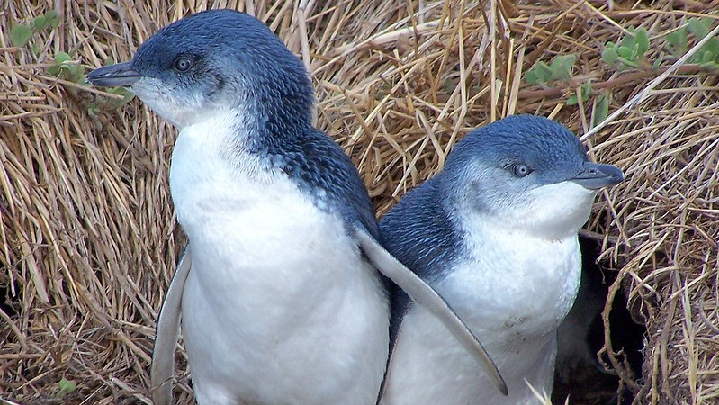 澳洲「這座島」遭大屠殺！3千隻「小藍企鵝」被28隻袋獾全吃光