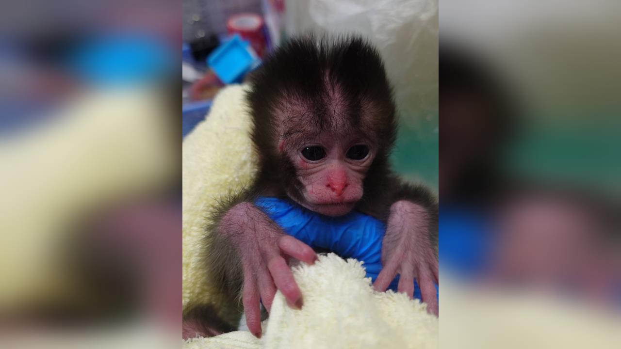 快新聞／高雄壽山動物園驚現「台版Panchi」！不到一個月小猴遭拾獲　抱棉被取暖