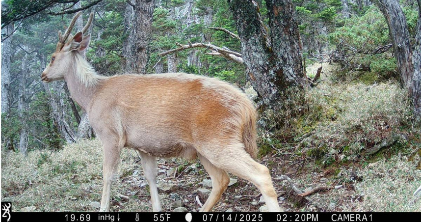 誰在玉山深夜漫步?長期監測揭生物神秘面紗 山獸神「白色聖鹿」驚喜入鏡