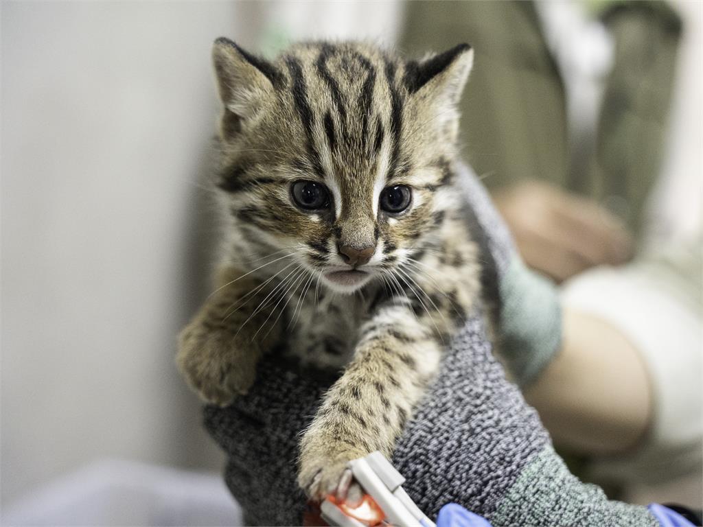 快新聞／太可愛！ 北市動物園2隻石虎寶寶滿月　首次健檢萌度破表