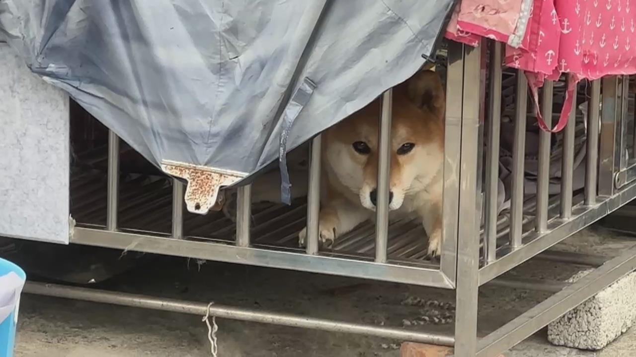 醉女酒後失控連闖三戶民宅　　開瓦斯放狗大鬧別人家