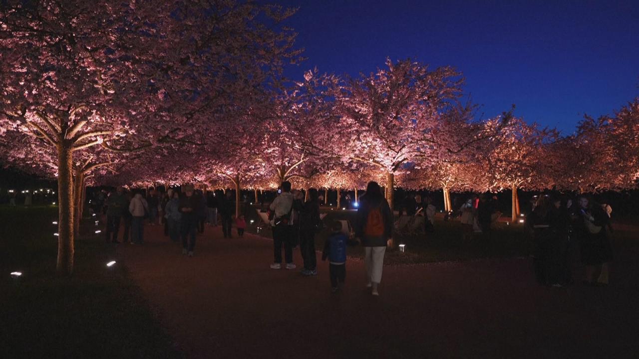 義大利維納利亞宮綻放櫻花　花期15天吸引大批人潮