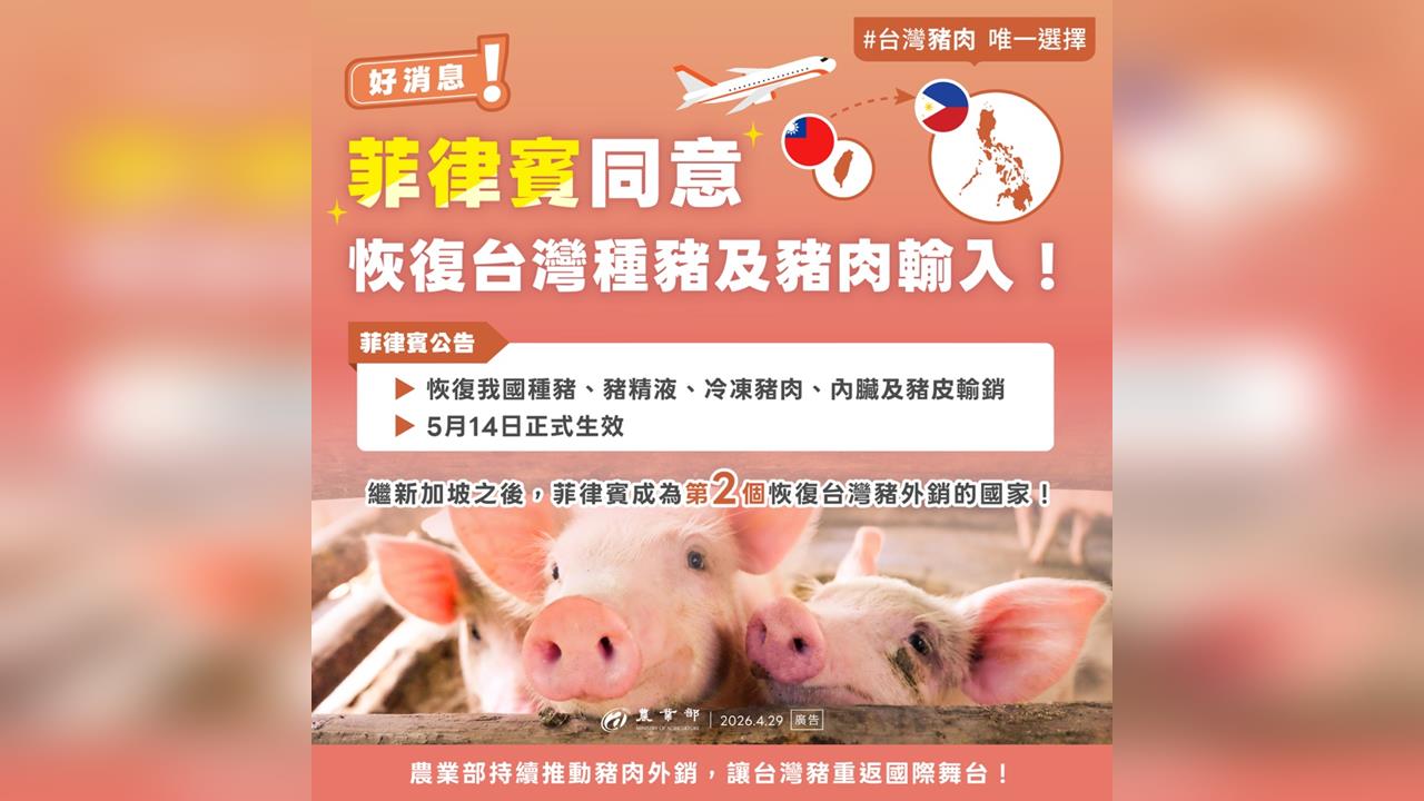 快新聞／好消息！台灣豬重返菲律賓市場　「這天」恢復出口