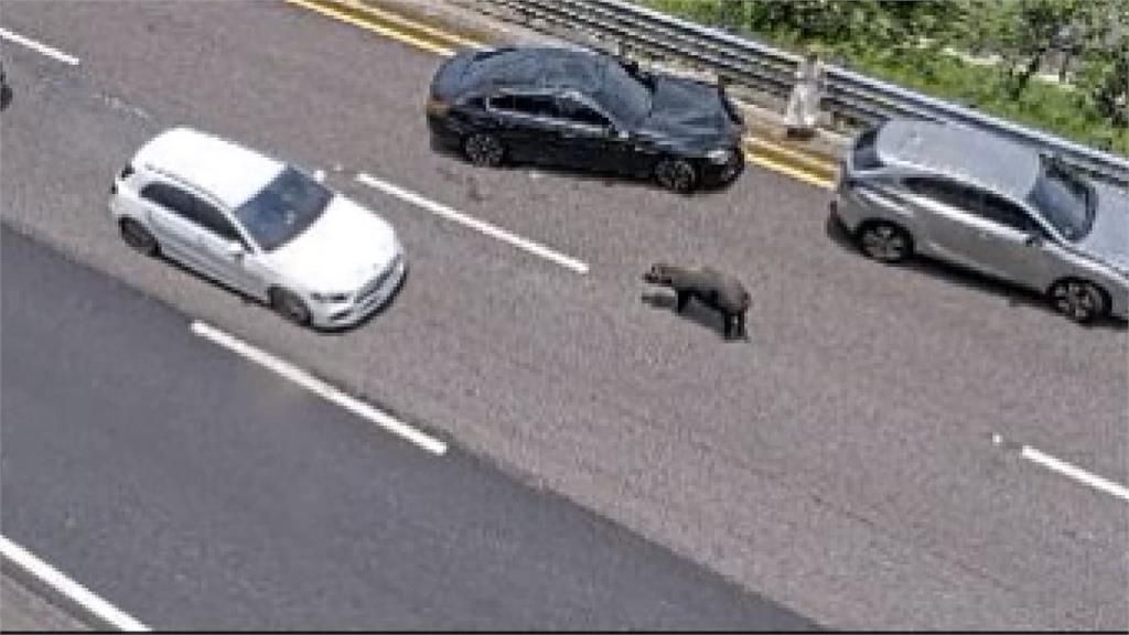 國道大黑豬亂竄害2車追撞　出動拖吊車包夾「抓豬」