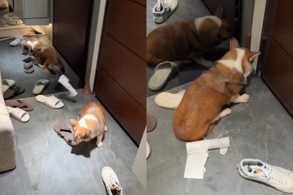 茶聚加盟主虐待柯基犬引眾怒　新北市府宣布撤銷模範飼主頭銜