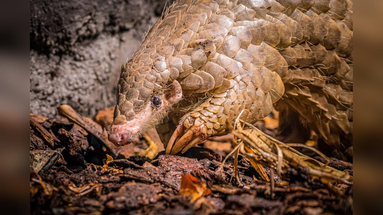 布拉格動物園悼台灣穿山甲離世 稱其占歷史特殊地位